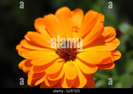 Schöne Makro-Fotos von schönen hellen Insekten. Nur in natürlicher Umgebung. Stockfoto