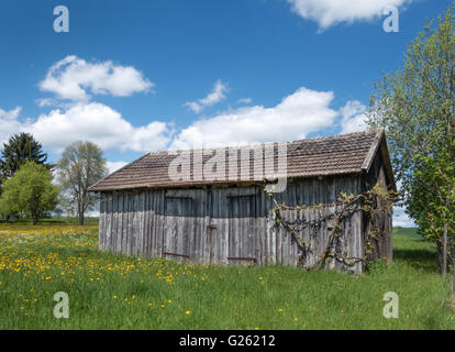 Kleine Scheune in einen blühenden Frühling Wiese Stockfoto