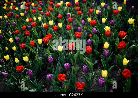 Leuchtend bunte rote violetten und gelben Tulpe Blumen im Frühling Garten Bett Stockfoto