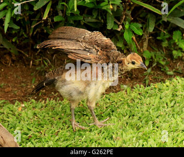 Baby-Pfau oder Peachick, in freier Wildbahn in Jamaika Stockfoto