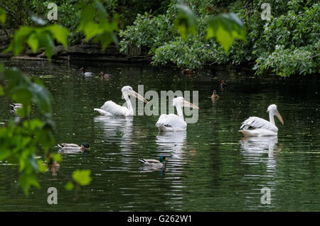 Pelikane Schwimmen im St. James Park, London England Vereinigtes Königreich UK Stockfoto