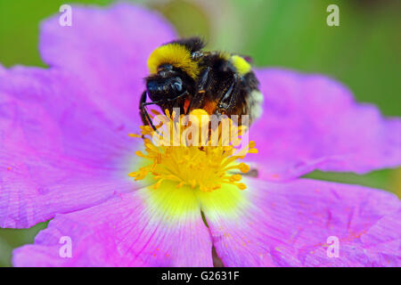 Bumble Bee bestäuben Blumen aus nächster Nähe Stockfoto