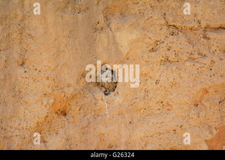 Steinkauz, Athene Noctua Kommissionierung aus Burrow Stockfoto