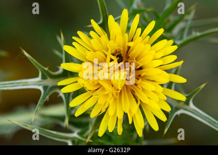 Tarnung der gelben Spinne Stockfoto