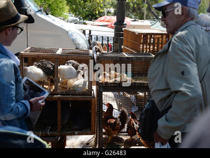 Landwirte verkaufen lebende Tiere auf den traditionellen Bauernmarkt, die jeden Mittwoch in Sineu (Mallorca), Spanien, 4. Mai 2016 stattfindet. Foto: Jens Kalaene/dpa Stockfoto