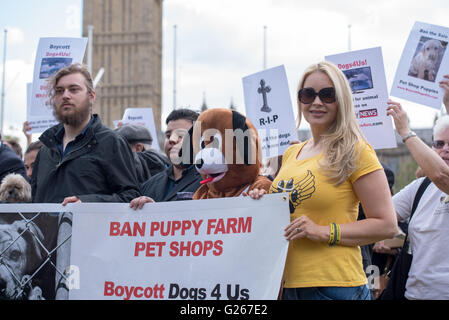 London, UK. 24. Mai 2016. Welpen, die Landwirtschaft protestieren außerhalb Parlament Ehre: Ian Davidson/Alamy Live News Stockfoto