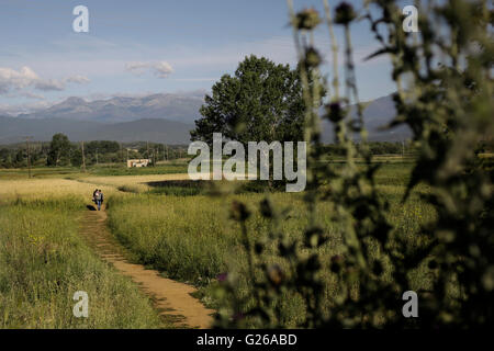 in der Nähe von Idomeni, Griechenland. 24. Mai 2016.  Flüchtlinge und Migranten verlassen Idomeni Camps in Griechenland, 25. Mai 2016. Bildnachweis: Dpa picture Alliance/Alamy Live News Stockfoto