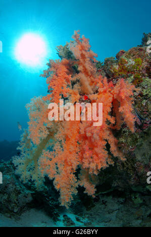 Rotes Meer, Ägypten. 3. März 2016. Weichkorallen (Dendronephthya sp) Rotes Meer, Ägypten, Afrika © Andrey Nekrassow/ZUMA Wire/ZUMAPRESS.com/Alamy Live-Nachrichten Stockfoto