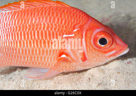 Rotes Meer, Ägypten. 24. Dezember 2010. Lange-jawed Squirrelfish, Sabre Squirrelfish, riesige Squirrelfish oder stacheligen Squirrelfish (Sargocentron Spiniferum) Rotes Meer, Ägypten, Afrika © Andrey Nekrassow/ZUMA Wire/ZUMAPRESS.com/Alamy Live-Nachrichten Stockfoto