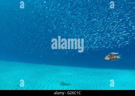 Rotes Meer, Ägypten. 3. März 2016. Gemeinsamen Rotfeuerfische, Â Teufel Firefish, Soldat Rotfeuerfische, indische Turkeyfish oder Meile FishÂ (Pterois Miles) schwimmen über sandigem Grund neben eine große Herde von kleinen Fischen, Rotes Meer, Marsa Alam, Abu Dabab, Ägypten, Afrika © Andrey Nekrassow/ZUMA Feuer Wire/ZUMAPRESS.com/Alamy Live-Nachrichten Stockfoto