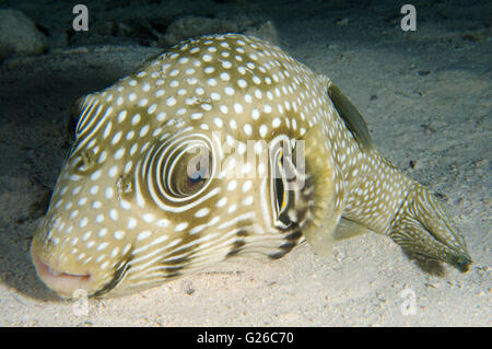 Rotes Meer, Ägypten. 27. Dezember 2010. Weiß gefleckten Kugelfisch, Broadbarred Krötenfisch, Sternen und Streifen Kugelfisch, Whitespotted Blaasop oder Stripedbelly-Kugelfisch (Arothron Hispidus) schlafen auf dem sandigen Boden, Rotes Meer, Ägypten, Afrika © Andrey Nekrassow/ZUMA Wire/ZUMAPRESS.com/Alamy Live-Nachrichten Stockfoto