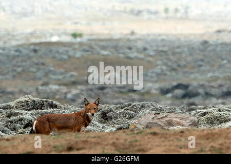 Äthiopischer Wolf Bale Mountains, Äthiopien Stockfoto