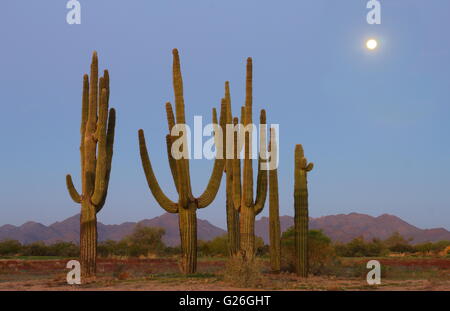 Gruppe des Saguaro Kaktus im Mondschein - Kaktus in der Wild-West-Wüste in der Nacht Stockfoto