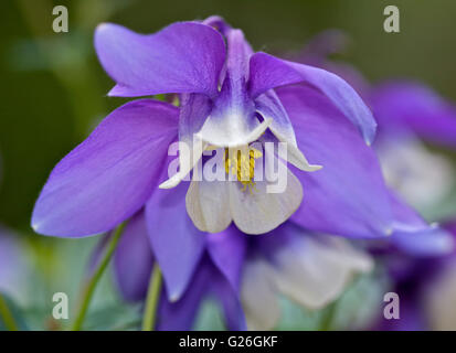 Akelei Spring Magic Blue und White (Columbine) Stockfoto