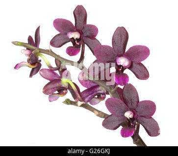 Wein rot Miniatur Phalaenopsis Orchidee (Nachtfalter-Orchidee) Stockfoto