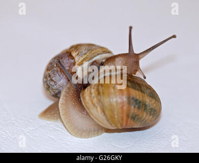 Paar gemeinsamen oder Garten Schnecken (Helix Aspersa/Cornu Aspersum) Durchführung einer Balz-Rituals Stockfoto