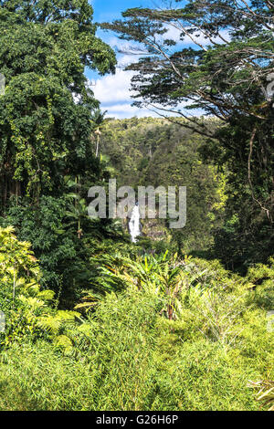 Akaka Falls, Big Island, Hawaii Stockfoto