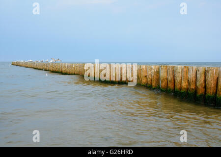 Hölzerne Buhne und Möwen auf ihm saß. Stockfoto