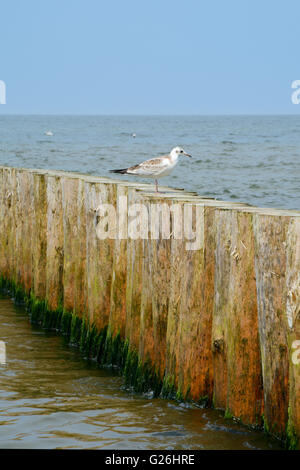 Hölzerne Buhne und Möwe auf ihm saß. Stockfoto