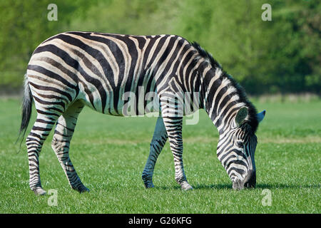 Chapmans Zebra Essen Grass in seinem Lebensraum Stockfoto