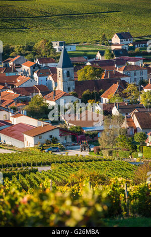 Weinberge der Champagne in der Côte des Bar-Bereich des Département Aube in der Nähe von Baroville, Champagne-Ardenne, Frankreich, Europa Stockfoto