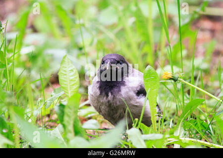 wütend und lustige Küken graue Krähen sitzen in dem grünen Rasen Stockfoto