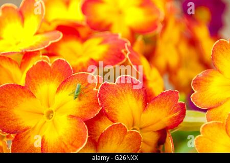 Blühen Gelb Frühling Primeln im Blumenbeet Stockfoto