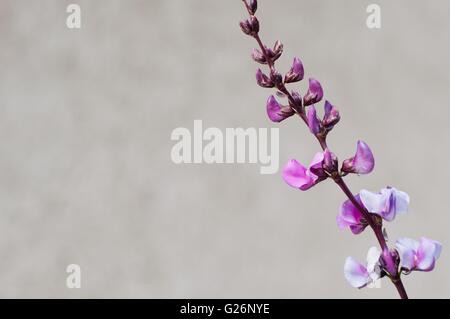 Blumen von Purple Hyacinth Bean (Lablab Purpureus) in der rechten Seite des Bildes Stockfoto