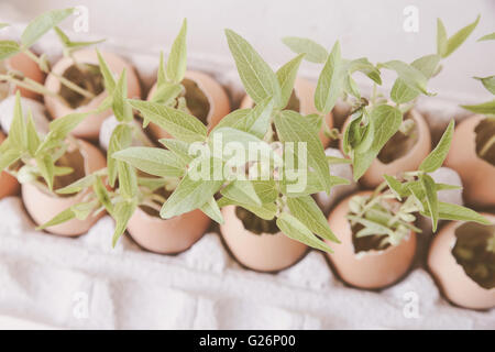 Jungpflanzen in Eierschalen, selektiver Weichzeichner, Eco-Konzept Stockfoto