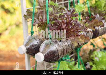 wachsende Salat in gebrauchten Plastikflaschen, Wiederverwendung Recycling-Eco-Konzept, Muskelaufbau Stockfoto