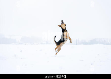 Hund bekommt Schneeball in der Luft Stockfoto