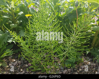 Ackerschachtelhalm; Equisetum; Arvense; Keimling, Sproessling, Sprosse, Jungpflanze Stockfoto