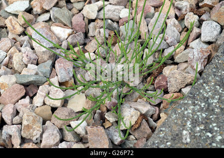 Ackerschachtelhalm; Equisetum; Arvense; Keimling, Sproessling, Sprosse, Jungpflanze Stockfoto