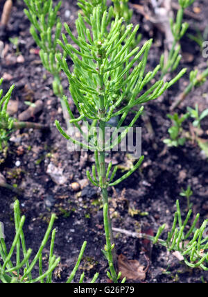 Ackerschachtelhalm; Equisetum; Arvense; Keimling, Sproessling, Sprosse, Jungpflanze Stockfoto