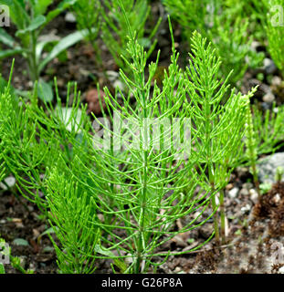 Ackerschachtelhalm; Equisetum; Arvense; Keimling, Sproessling, Sprosse, Jungpflanze Stockfoto