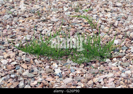 Ackerschachtelhalm; Equisetum; Arvense; Keimling, Sproessling, Sprosse, Jungpflanze Stockfoto