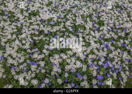 Weißer Frühlingsblumen in Holland Stockfoto