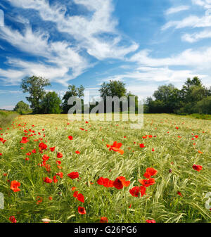 Roter Mohn Blumen in einem Weizenfeld mit wunderschönen Wolken am Himmel Stockfoto