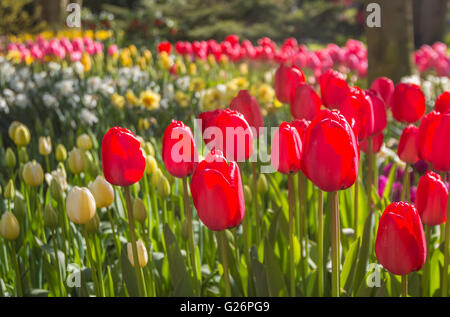 Rote Tulpen in den Niederlanden Stockfoto