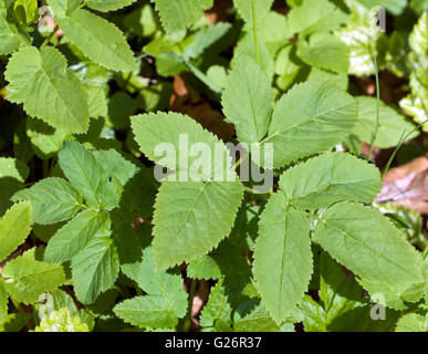 Giersch; Aegopodium Podagraria; Stockfoto