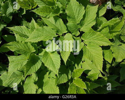 Giersch; Aegopodium Podagraria; Stockfoto