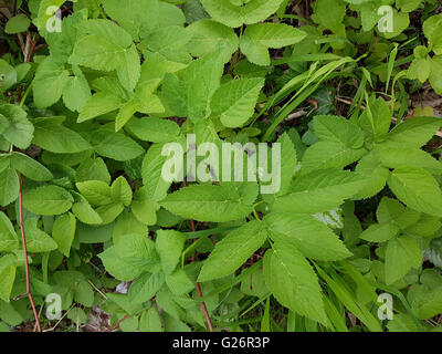 Giersch; Aegopodium Podagraria; Stockfoto