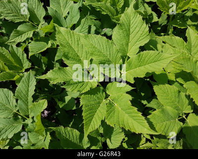 Giersch; Aegopodium Podagraria; Stockfoto