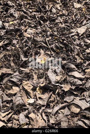 niedrigen Perspektive Ansicht Farbausführung tot trockene Teakholz Baum Blätter in Teak Waldboden mit Schattierungen von rot und gelb Stockfoto