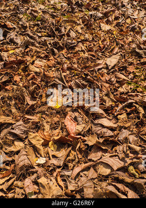 niedrigen Perspektive Ansicht Farbausführung tot trockene Teakholz Baum Blätter in Teak Waldboden mit Schattierungen von rot und gelb Stockfoto