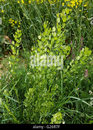 Hellerkraut; Thlaspi Arvense; Heilpflanze Stockfoto