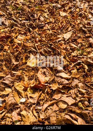 niedrigen Perspektive Ansicht Farbausführung tot trockene Teakholz Baum Blätter in Teak Waldboden mit Schattierungen von rot und gelb Stockfoto