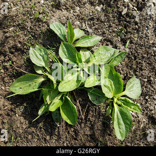 Breitwegerich, Plantago Major, Sproessling Stockfoto