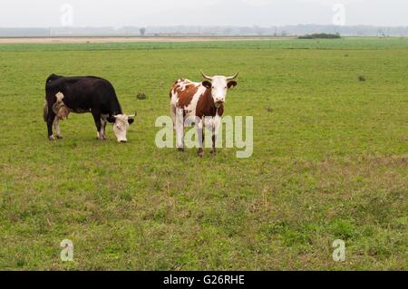 Zwei Kühe grasen auf einer Wiese mit grünen Rasen. Raum im unteren Stockfoto