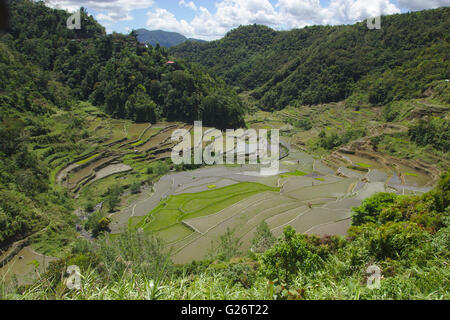 Ifugao Reisterrassen von Banaue, Luzon, Philippinen Stockfoto